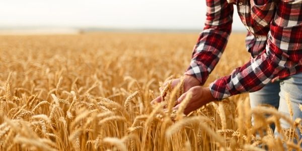 farmer in wheat field